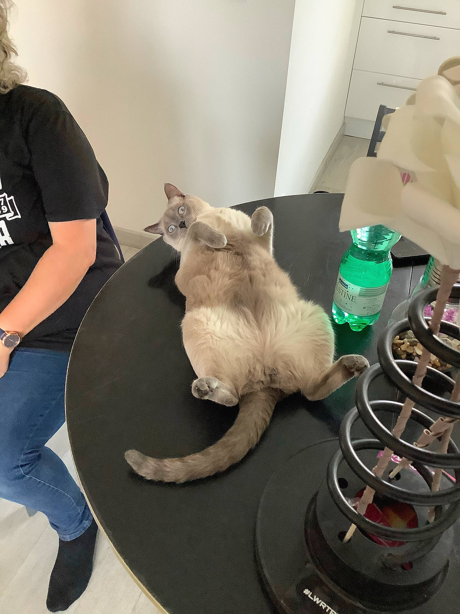 Pinceau participe au concours pour gagner de l'argent avec cette photo : bag, carnivore, cat, comfort, companion_dog, drinkware, fawn, felidae, fur, lap, luggage_and_bags, mammal, room, shoe, small_to_medium_sized_cats, sneakers, stuffed_toy, tail, toy, whiskers