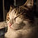 Cookie