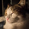 Cookie a rejoint le concours — aidez-le/la à gagner de superbes lots ! cat, sleeping, sleepy, close_up, portrait, fur, whiskers, pink_nose, closed_eyes, tabby, white_fur, brown_fur, pet, animal, cozy, blanket, indoors, warm_lighting, relaxed, cute