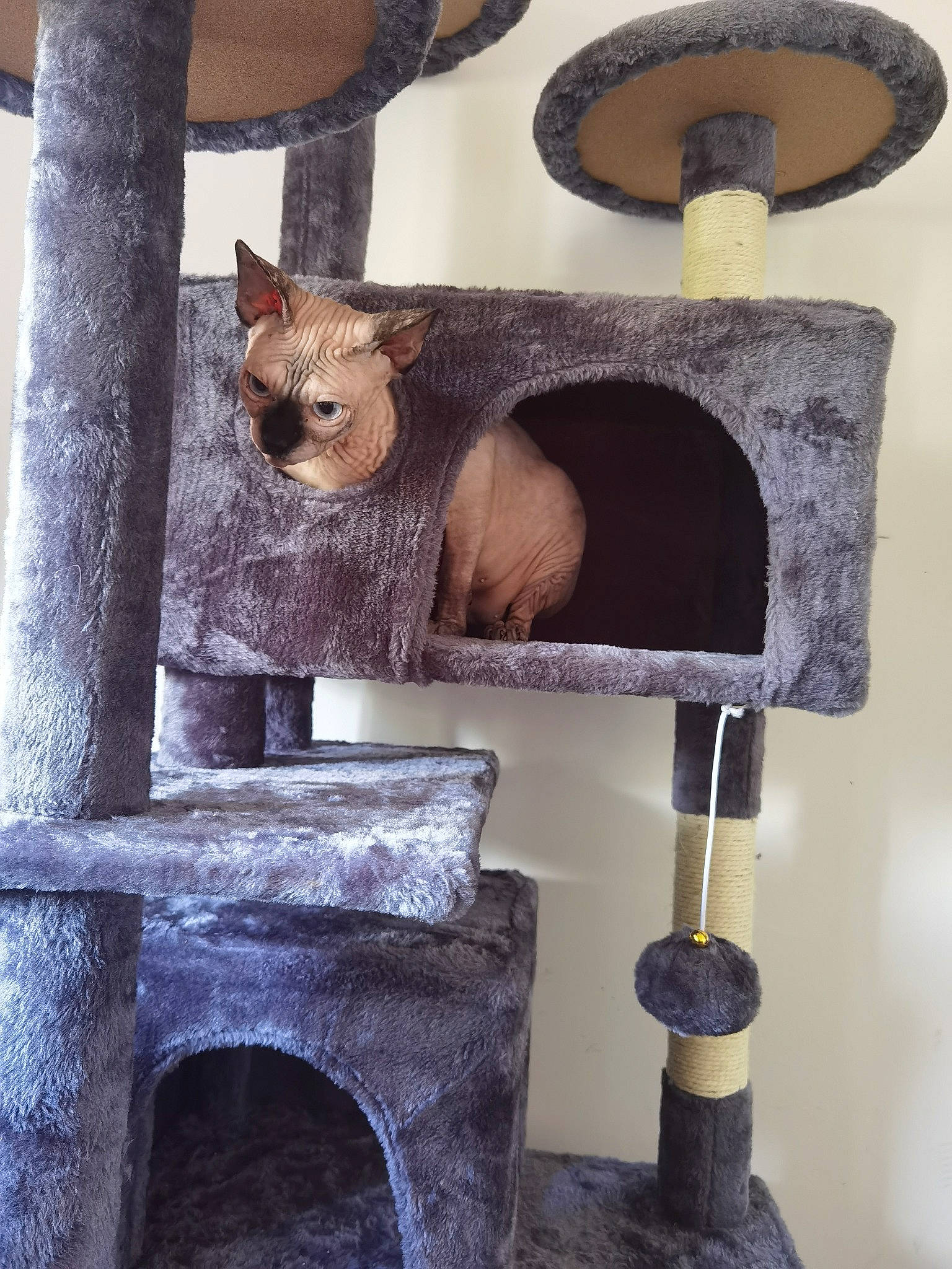 Pati joined the competition — help win amazing prizes! art, building, carnivore, cat, cat_supply, fawn, felidae, fur, gas, metal, pet_supply, room, shelf, shelving, small_to_medium_sized_cats, tail, whiskers, white, window, wood