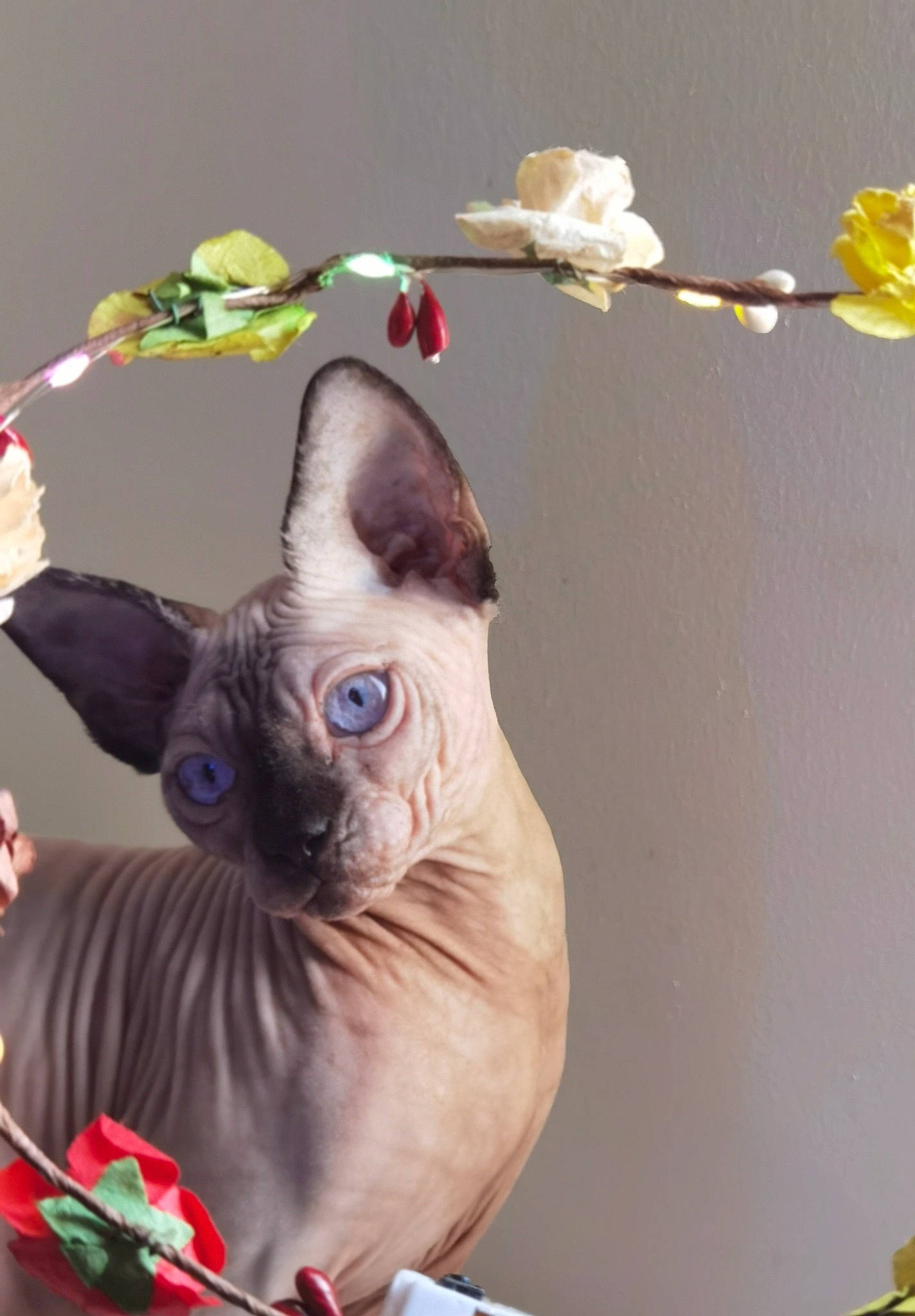 Pati joined the competition — help win amazing prizes! canidae, carnivore, cat, dog_breed, fashion_accessory, fawn, feather, felidae, finger, fur, gesture, jewellery, plant, siamese, small_to_medium_sized_cats, snout, tail, thai, twig, whiskers