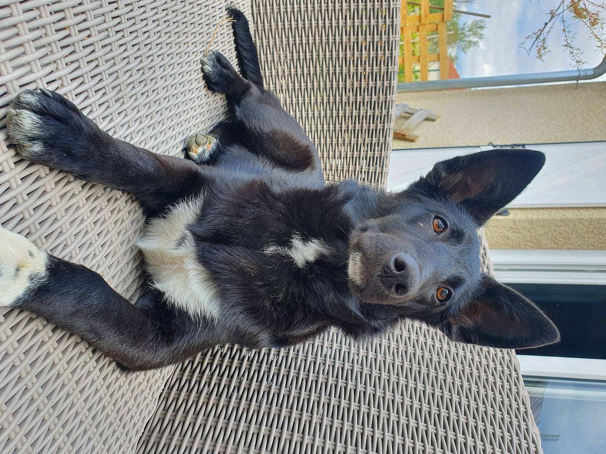 Pixelle participe au concours pour gagner de l'argent avec cette photo : black_cat, canidae, carnivore, claw, companion_dog, dog, dog_breed, domestic_short_haired_cat, ear, fawn, felidae, fur, grey, paw, small_to_medium_sized_cats, snout, sporting_group, tail, whiskers, working_animal