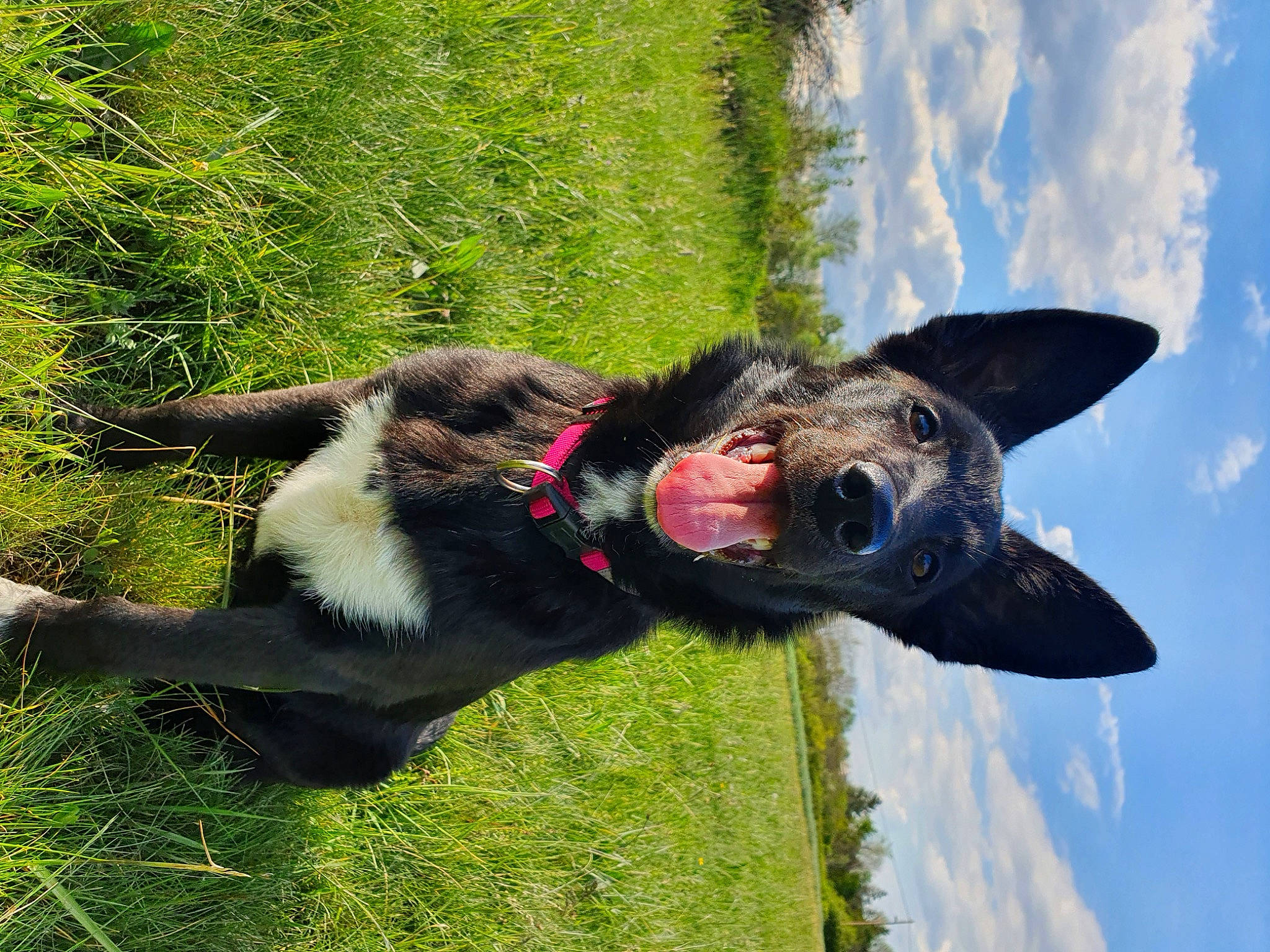 Pixelle a rejoint le concours — aidez-le/la à gagner de superbes lots ! adventure, canidae, carnivore, cloud, collar, companion_dog, dog, dog_breed, dog_collar, fashion_accessory, fur, grass, pet_supply, plant, sky, snout, sporting_group, tree, working_animal, working_dog