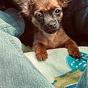 Mocha joined the competition — help win amazing prizes! puppy, dog, small_dog, ears, denim, jeans, blanket, paws, curious, pet, cute, fur, animal, indoors, resting, looking, young, portrait, close_up, brown