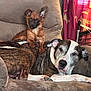 Mocha is registered to the contest to win money with this photo: dog, small_dog, large_dog, couch, indoor, pet, animal, fur, ears, face, relaxed, alert, brown, white, brindle, furniture, living_room, curtains, companion, cute