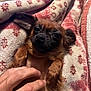 Mocha joined the competition — help win amazing prizes! dog, small_dog, brown_dog, pet, animal, ears, blanket, hand, cozy, fur, cute, relaxed, indoor, closeup, comfort, lying_down, tickling, face, snout, whiskers