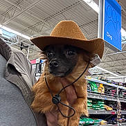 Mocha is registered to the contest to win money with this photo: aisle, animal, brown_dog, canine, cowboy_hat, cute, dog, domestic_animal, fur, hand, hat, holding, indoor, looking_away, pet_food, pet_store, shelves, shopping, small_dog, store_sign