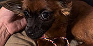 Mocha is registered to the contest to win money with this photo: dog, small_dog, sombrero, hat, pet, cute, brown_fur, black_muzzle, ears, hand, couch, blanket, indoor, close_up, resting, looking, animal, domestic_animal, cozy, portrait