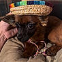 dog, small_dog, sombrero, hat, pet, cute, brown_fur, black_muzzle, ears, hand, couch, blanket, indoor, close_up, resting, looking, animal, domestic_animal, cozy, portrait