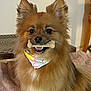 Penelope is registered to the contest to win money with this photo: dog, pomeranian, small_dog, pet, bandana, bone_treat, fur, cute, smile, portrait, indoor, blanket, table, furniture, ears, eyes, nose, mouth, happy, well_groomed