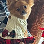 Penelope is registered to the contest to win money with this photo: dog, small_dog, pomeranian, pet, sweater, bow, plaid, cozy, indoor, curtain, human_hand, being_held, portrait, brown_fur, upright_ears, holiday_decor, blanket, window, cuteness, living_room