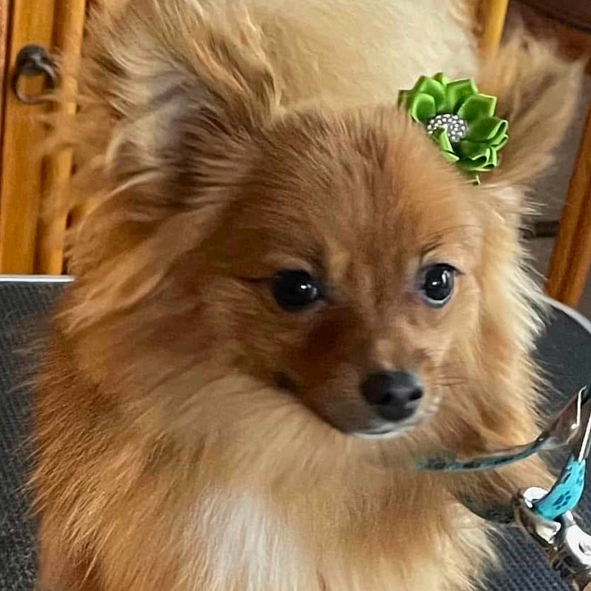 Penelope is registered to the contest to win money with this photo: accessory, bow, brown_fur, close_up, collar, dog, ears, eyes, face, fluffy, fur, indoor, leash, nose, pet, pomeranian, portrait, textured_mat, tiny, wooden_background