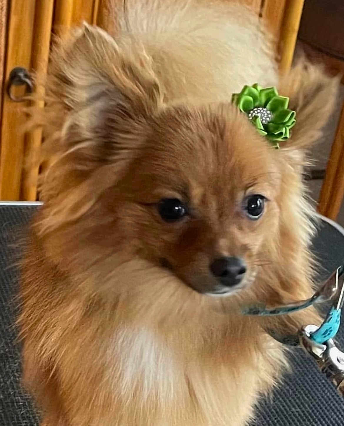 Penelope is registered to the contest to win money with this photo: dog, pomeranian, pet, portrait, close_up, fluffy, fur, brown_fur, face, eyes, nose, ears, bow, accessory, leash, collar, indoor, wooden_background, textured_mat, tiny