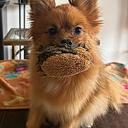 Penelope joined the competition — help win amazing prizes! dog, pomeranian, pet, toy_in_mouth, fluffy, brown_fur, close_up, portrait, indoor, sofa, blanket, cute, small_dog, ears, eyes, nose, whiskers, playful, furniture, companion