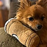 Penelope is registered to the contest to win money with this photo: brown_fur, close_up, companion, couch, cozy, dog, ear, eye, fluffy, home, indoor, nose, pet, plush_toy, pomeranian, portrait, relaxed, shallow_depth_of_field, soft_texture, toy