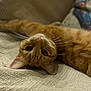 cat, ginger_cat, pet, animal, whiskers, upside_down, lying_down, blanket, cozy, home, indoor, fur, ears, closeup, relaxing, cute, portrait, soft, texture, sleepy