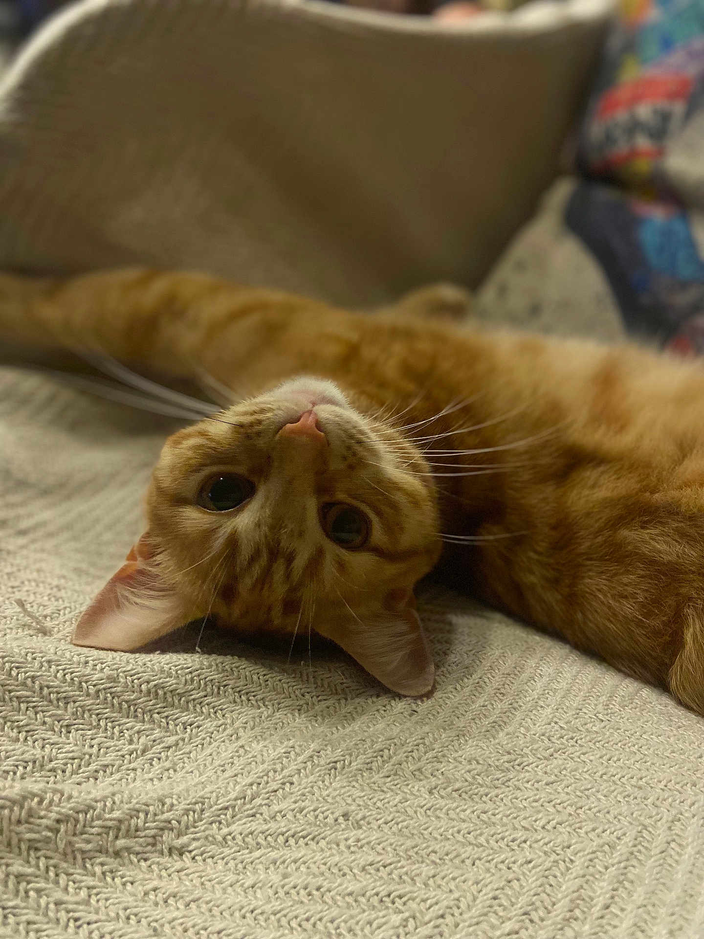 Suky participe au concours pour gagner de l'argent avec cette photo : cat, ginger_cat, pet, animal, whiskers, upside_down, lying_down, blanket, cozy, home, indoor, fur, ears, closeup, relaxing, cute, portrait, soft, texture, sleepy