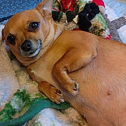 Tiny joined the competition — help win amazing prizes! animal, bed, blanket, canine, companion, cozy, cute, dog, domestic_animal, ears, fur, indoor, lying_down, paw, pet, relaxed, resting, small_dog, snout, tan_dog