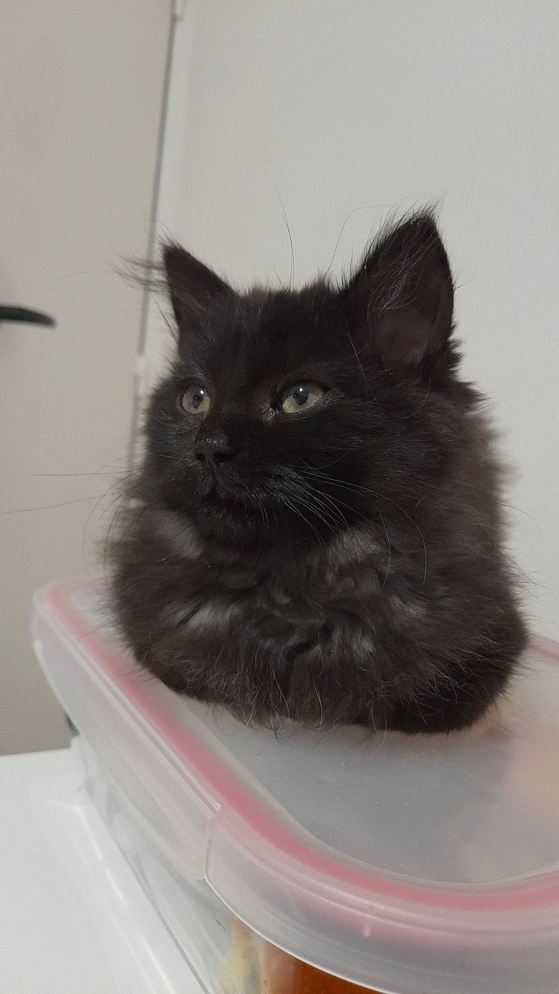 Love participe au concours pour gagner de l'argent avec cette photo : black_cat, carnivore, cat, cat_supply, comfort, domestic_short_haired_cat, felidae, fur, grey, monochrome_photography, small_to_medium_sized_cats, snout, tail, terrestrial_animal, whiskers, window