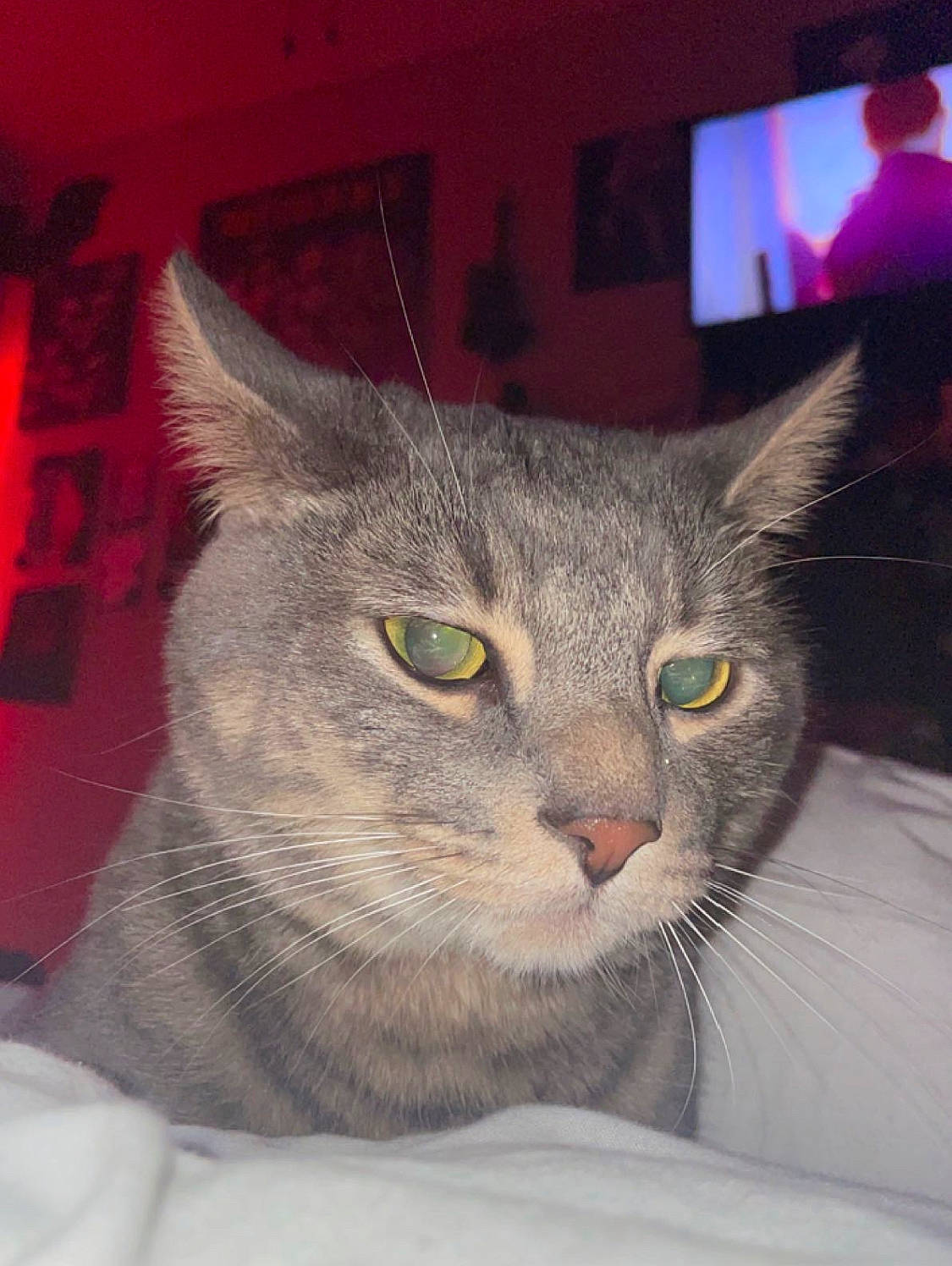 Norman is registered to the contest to win money with this photo: art, box, carnivore, cat, domestic_short_haired_cat, felidae, fur, grey, photo_caption, small_to_medium_sized_cats, snout, whiskers, window