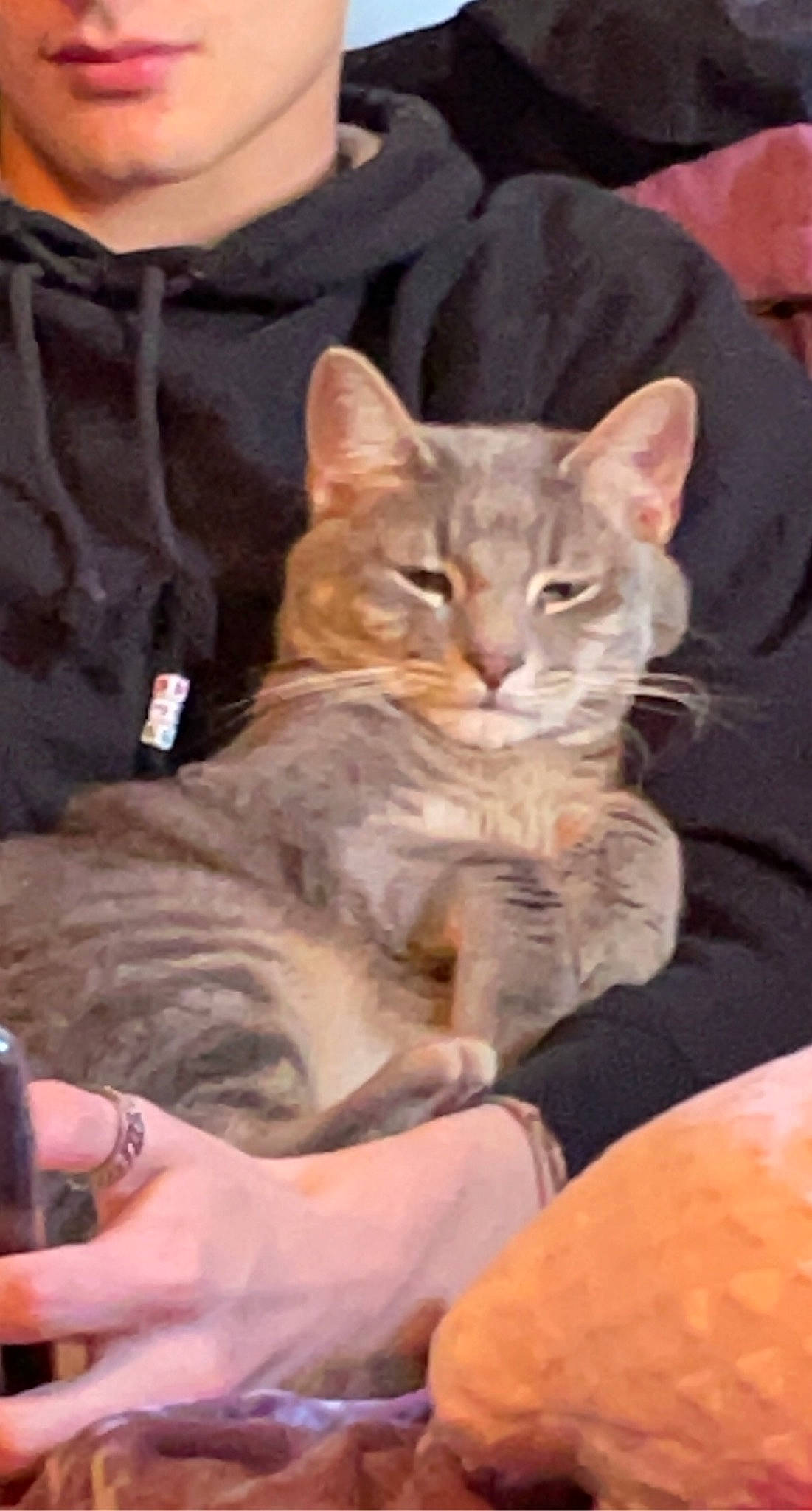 Norman joined the competition — help win amazing prizes! carnivore, cat, claw, comfort, domestic_short_haired_cat, fawn, felidae, fur, lap, nail, nap, paw, sitting, sleeve, small_to_medium_sized_cats, tail, tie, watch, whiskers, wildlife