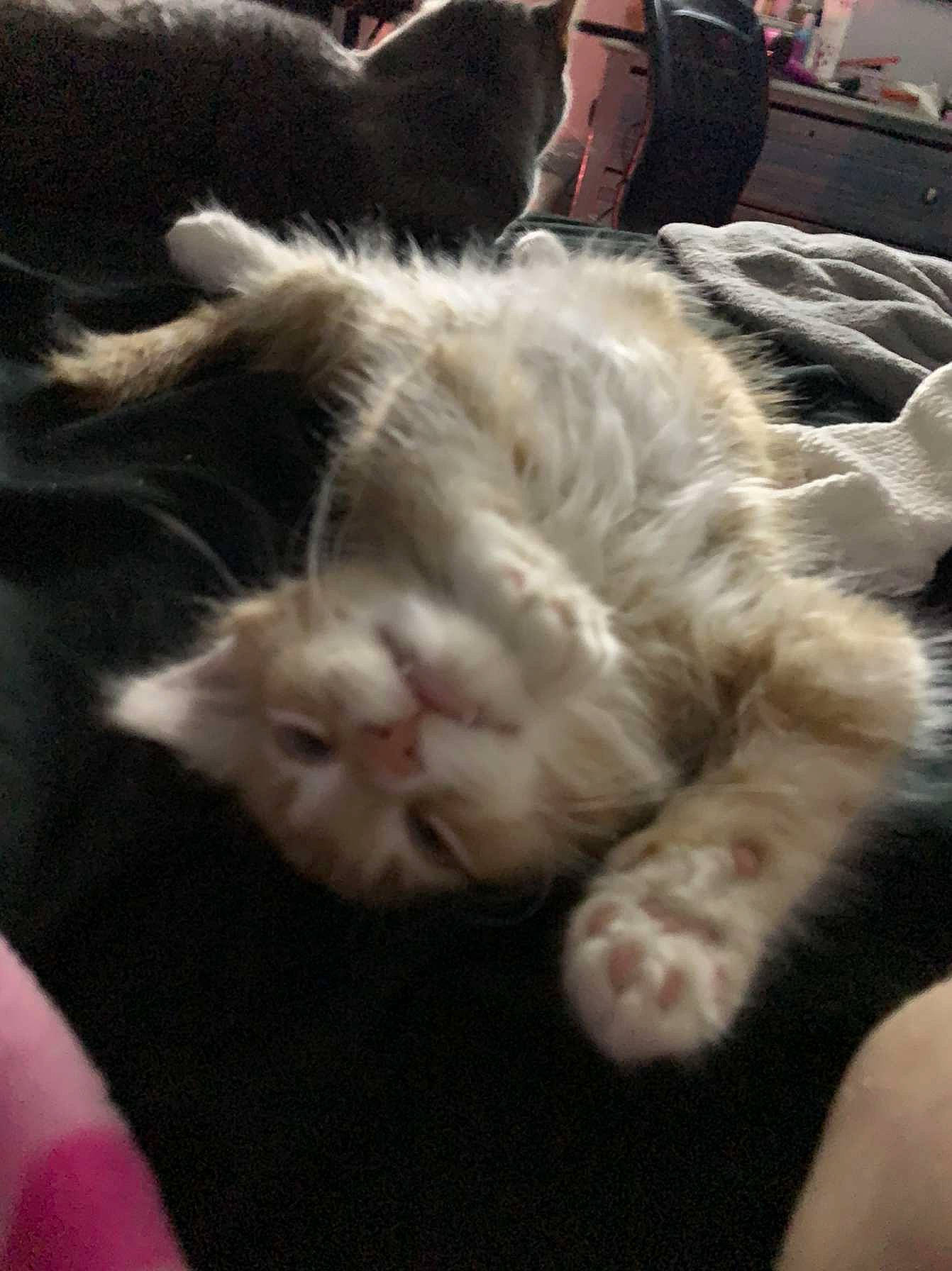 Calcifer joined the competition — help win amazing prizes! carnivore, cat, claw, comfort, companion_dog, domestic_short_haired_cat, felidae, foot, fur, nap, paw, sleep, small_to_medium_sized_cats, tail, whiskers