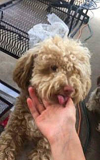 Happy Jack joined the competition — help win amazing prizes! bolonka, canidae, carnivore, cockapoo, companion_dog, dog, dog_breed, labradoodle, lagotto_romagnolo, maltepoo, mammal, miniature_poodle, poodle_crossbreed, schnoodle, shih_poo, spanish_water_dog, sporting_group, terrier, toy_poodle, vertebrate