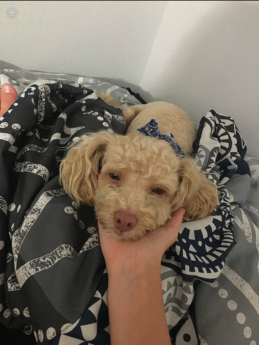 Happy Jack joined the competition — help win amazing prizes! bolonka, canidae, carnivore, cockapoo, dog, dog_breed, labradoodle, lagotto_romagnolo, maltepoo, mammal, miniature_poodle, non_sporting_group, poodle, puppy, schnoodle, shih_poo, spanish_water_dog, sporting_group, toy_poodle, vertebrate