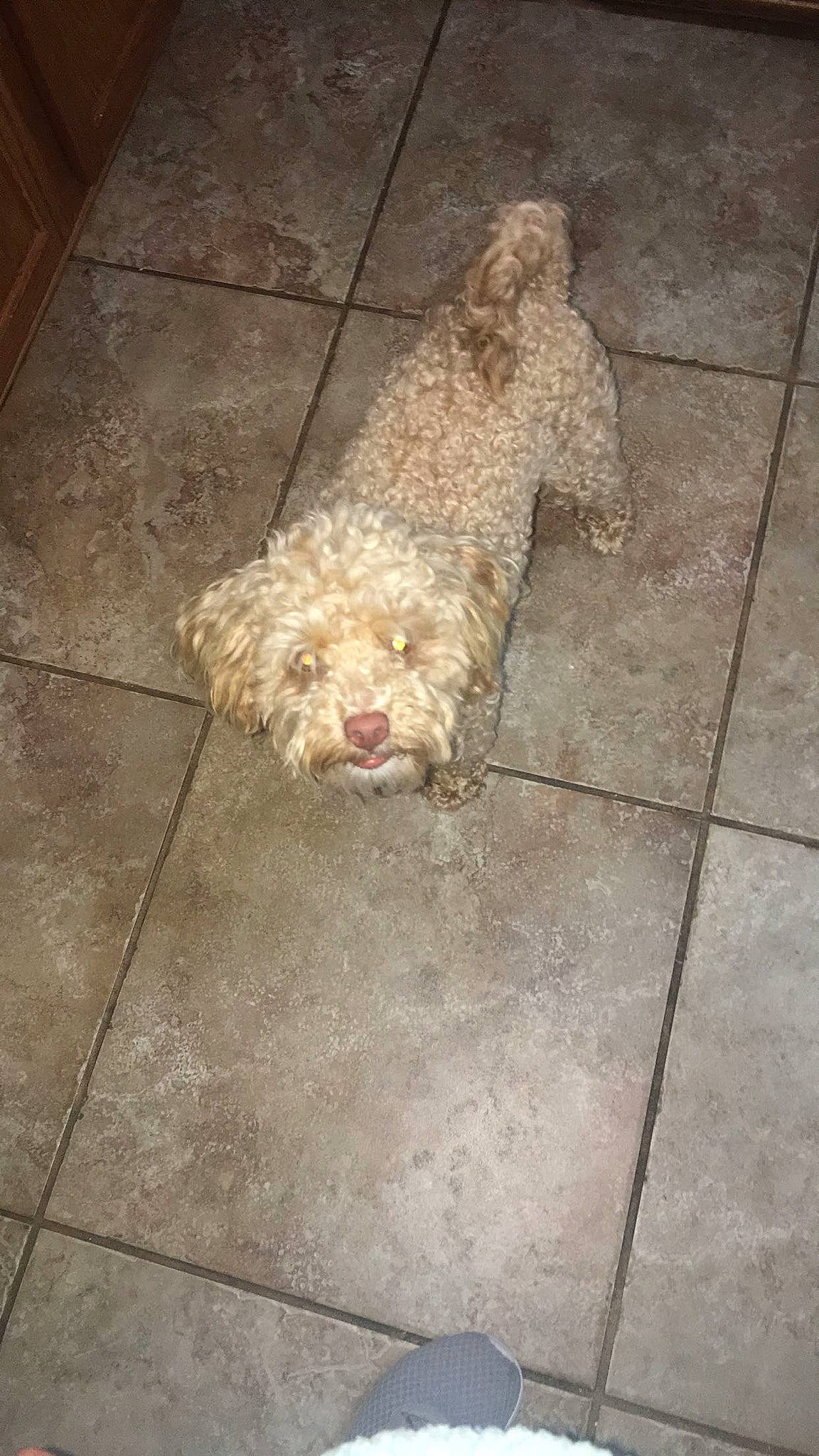 Happy Jack is registered to the contest to win money with this photo: bolonka, canidae, carnivore, cockapoo, dog, dog_breed, fawn, floor, flooring, glen_of_imaal_terrier, lagotto_romagnolo, mammal, miniature_poodle, rare_breed_dog, spanish_water_dog, sporting_group, sporting_lucas_terrier, terrier, tile, toy_poodle