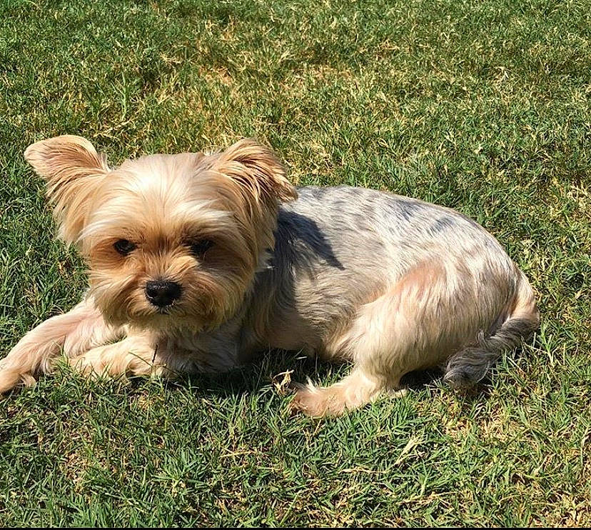 Bama joined the competition — help win amazing prizes! australian_silky_terrier, biewer_terrier, canidae, carnivore, chinese_imperial_dog, companion_dog, dog, dog_breed, glen_of_imaal_terrier, grass, mammal, morkie, norfolk_terrier, puppy, rare_breed_dog, small_terrier, terrier, toy_dog, vertebrate, yorkshire_terrier