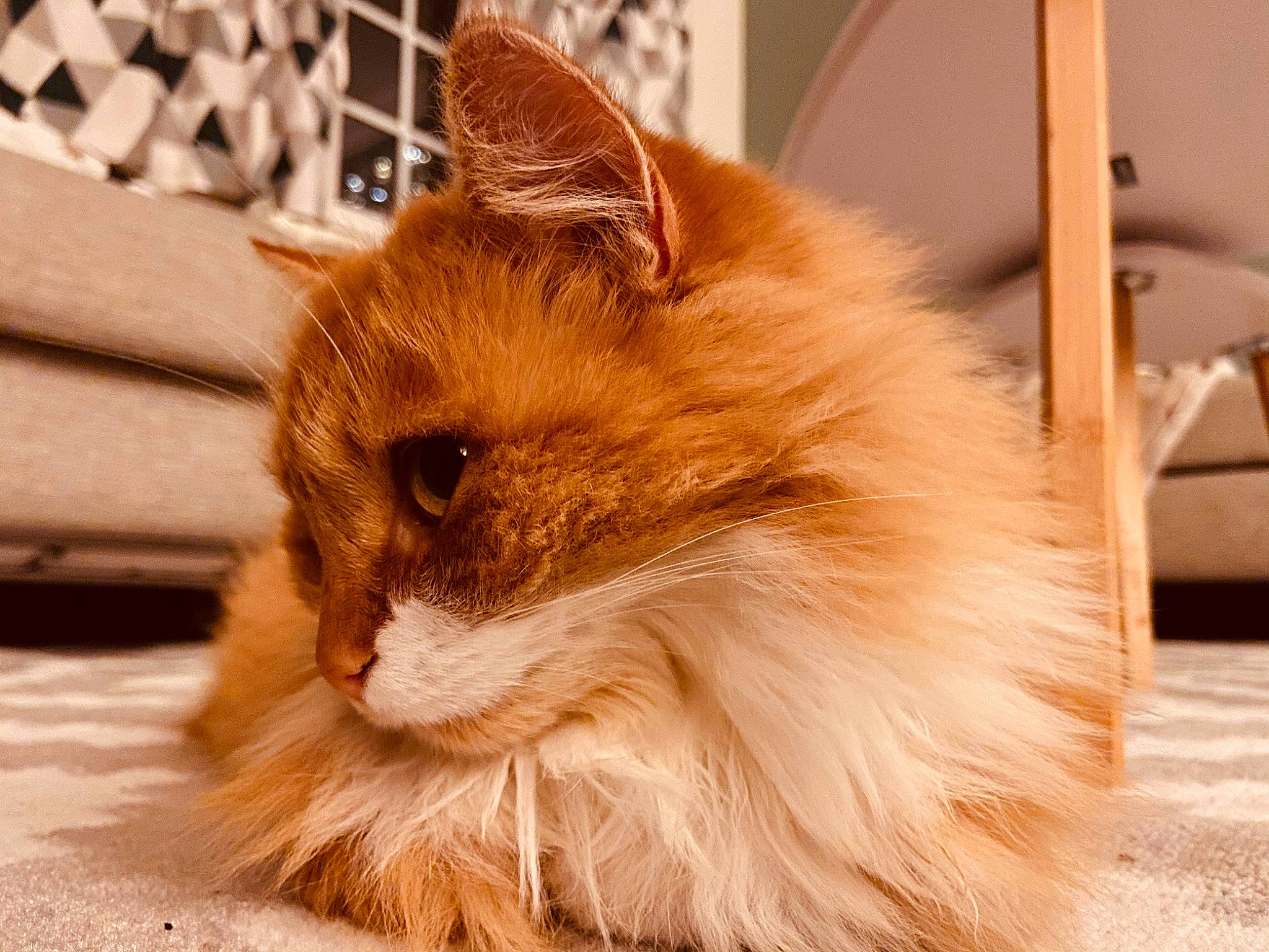 Nuggets a rejoint le concours — aidez-le/la à gagner de superbes lots ! carnivore, cat, fawn, felidae, flooring, fur, hardwood, orange, small_to_medium_sized_cats, snout, tail, whiskers, window, wood