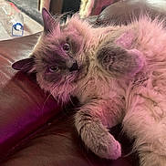 Lily joined the competition — help win amazing prizes! cat, fluffy, feline, pet, indoor, couch, leather, relaxed, pink_light, curious, paws, whiskers, fur, mammal, cute, closeup, home, animal, sitting, cozy
