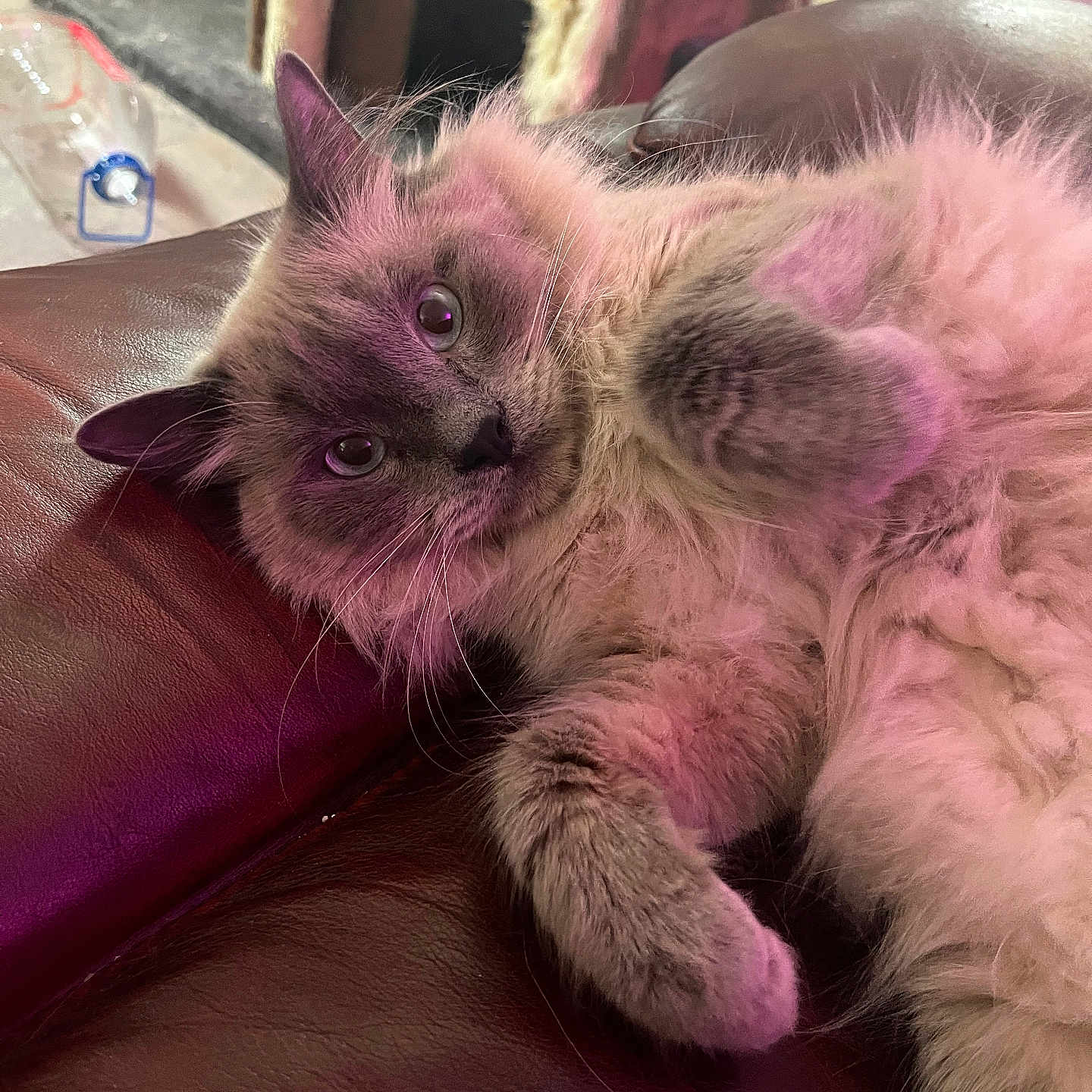 Lily