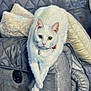 white_cat, cat, painting, oil_painting, portrait, green_eyes, couch, gray_couch, pillow, texture, brush_strokes, artistic, animal, pet, feline, indoor, relaxed, decor, soft_lighting, close_up