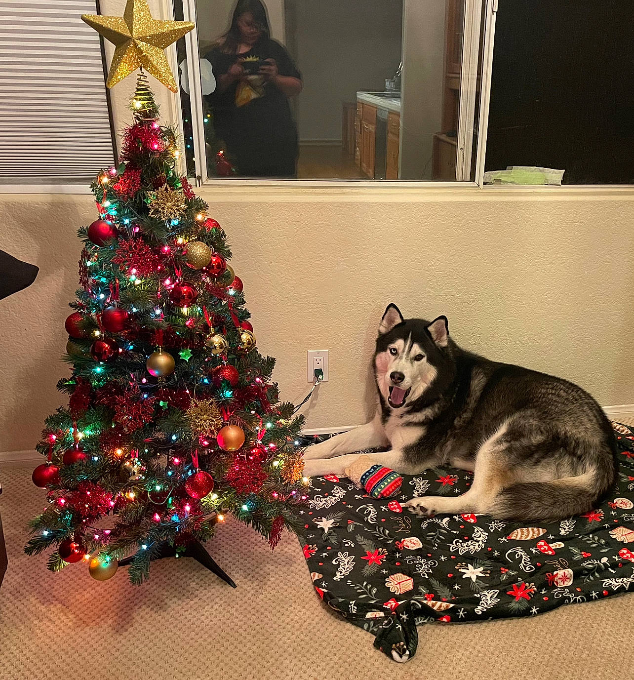 Axel is registered to the contest to win money with this photo: carnivore, christmas_decoration, christmas_eve, christmas_ornament, christmas_tree, companion_dog, couch, dog, dog_breed, event, evergreen, fawn, felidae, holiday_ornament, living_room, ornament, small_to_medium_sized_cats, tree, whiskers, wood