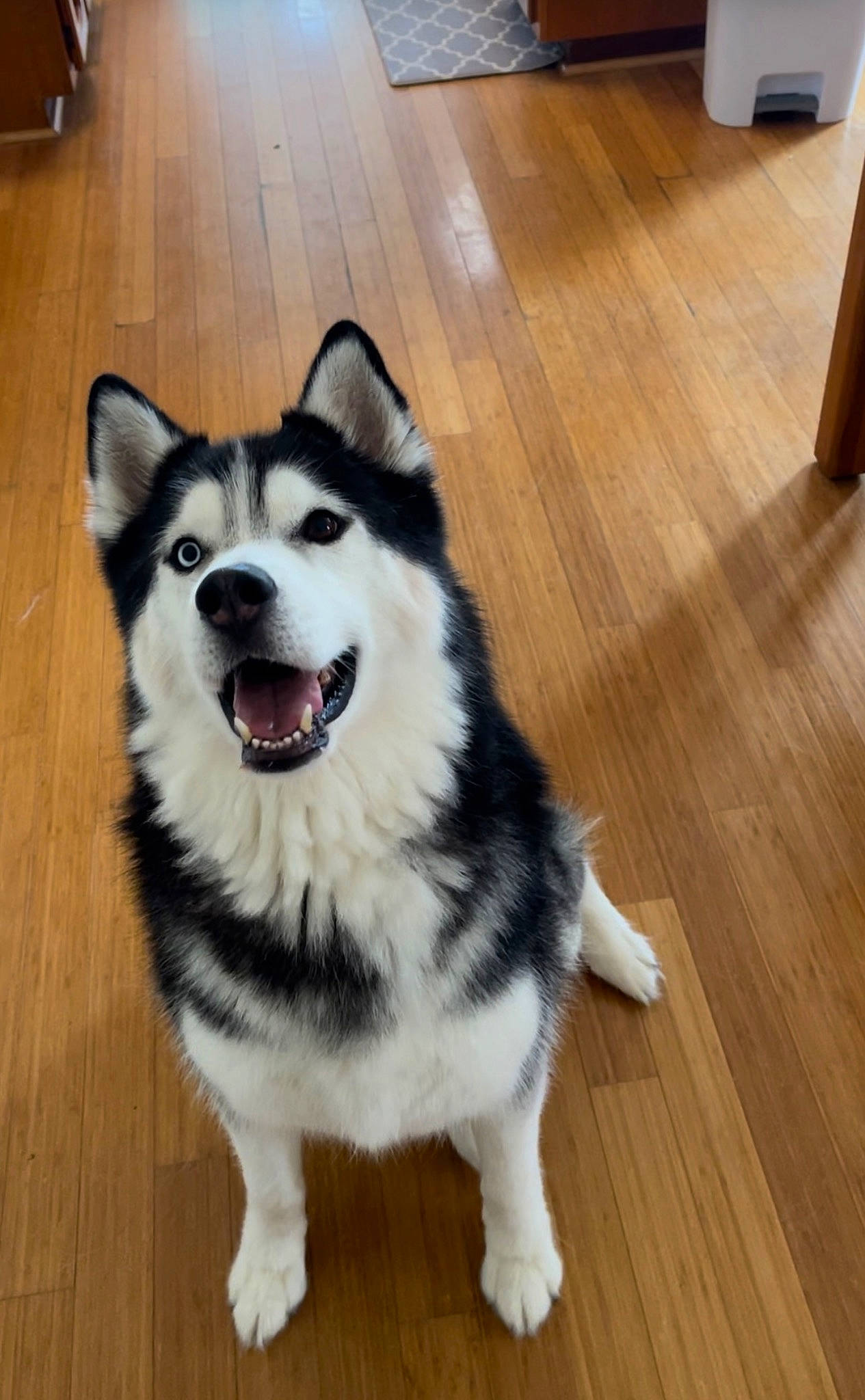 Axel joined the competition — help win amazing prizes! canidae, carnivore, collar, companion_dog, dog, dog_breed, flooring, fur, hardwood, laminate_flooring, plank, plywood, sled_dog, tail, varnish, whiskers, wood, wood_flooring, wood_stain, working_animal
