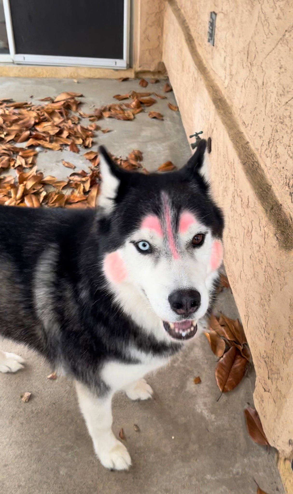 Axel joined the competition — help win amazing prizes! ancient_dog_breeds, canidae, canis, carnivore, companion_dog, dog, dog_breed, fur, non_sporting_group, siberian_husky, sled_dog, snout, sporting_group, terrestrial_animal, whiskers, wolf, working_animal, working_dog