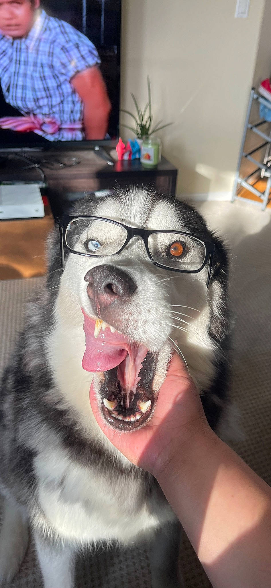 Axel joined the competition — help win amazing prizes! canidae, carnivore, collar, companion_dog, dog, dog_breed, dog_supply, eyewear, fang, fawn, fur, houseplant, paw, sled_dog, snout, sporting_group, table, vision_care, whiskers, working_dog