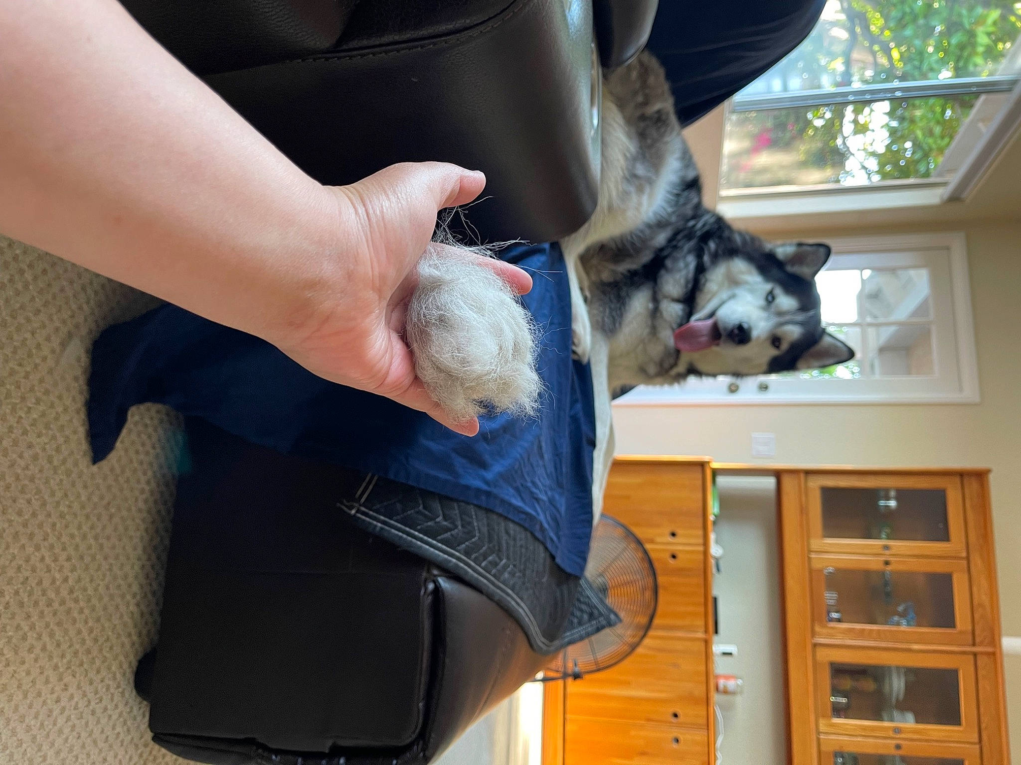 Axel joined the competition — help win amazing prizes! carnivore, comfort, companion_dog, denim, dog, fawn, felidae, finger, foot, gesture, hand, human_leg, knee, leg, nail, small_to_medium_sized_cats, thigh, tree, wood, wrist