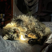 Chance joined the competition — help win amazing prizes! cat, tabby, lying_down, bed, fur, green_eyes, sunlight, cozy, indoor, cat_tree, poster, curled_up, whiskers, paws, relaxed, feline, soft, shadow, room, quiet