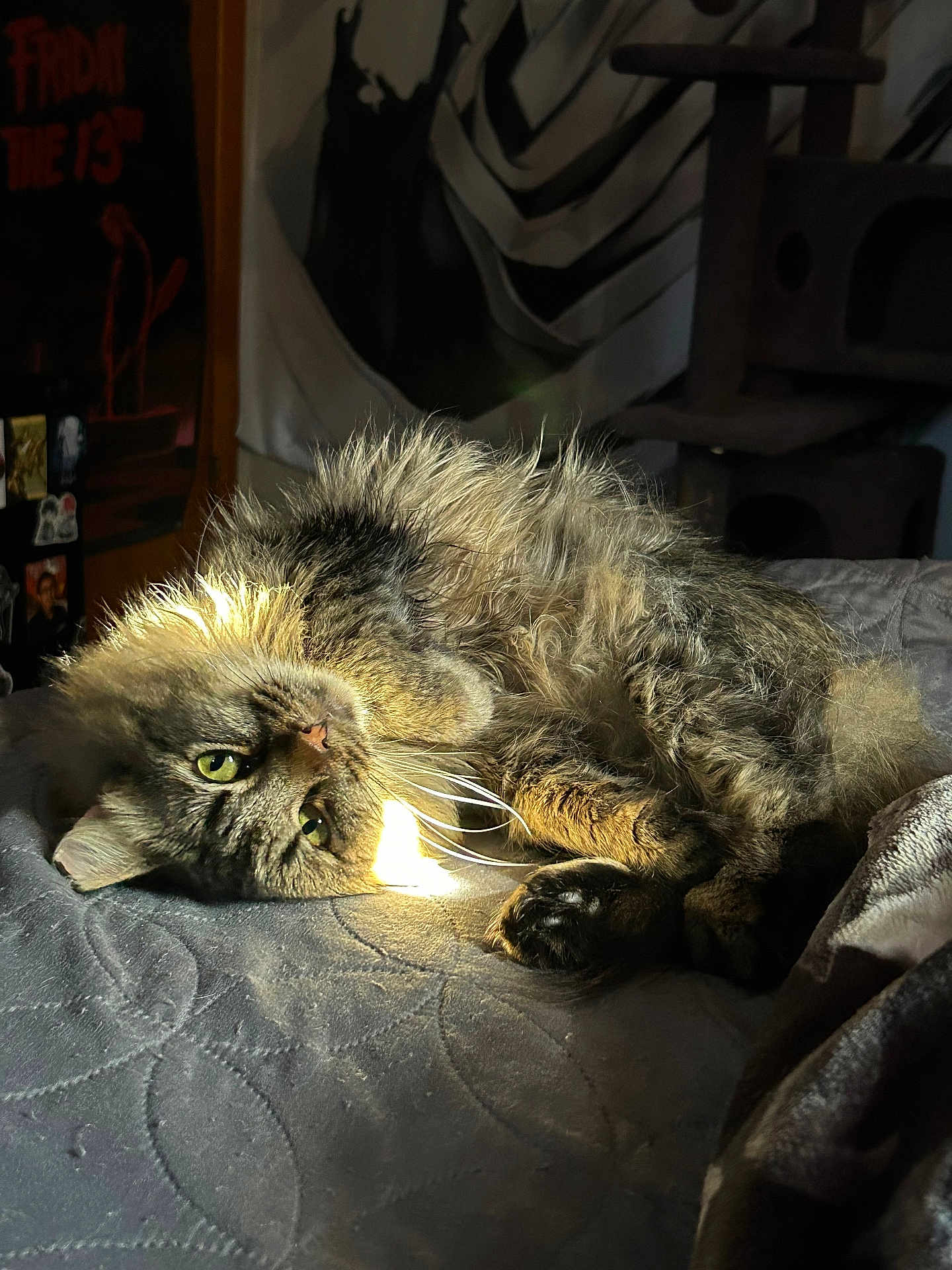 Chance joined the competition — help win amazing prizes! cat, tabby, lying_down, bed, fur, green_eyes, sunlight, cozy, indoor, cat_tree, poster, curled_up, whiskers, paws, relaxed, feline, soft, shadow, room, quiet