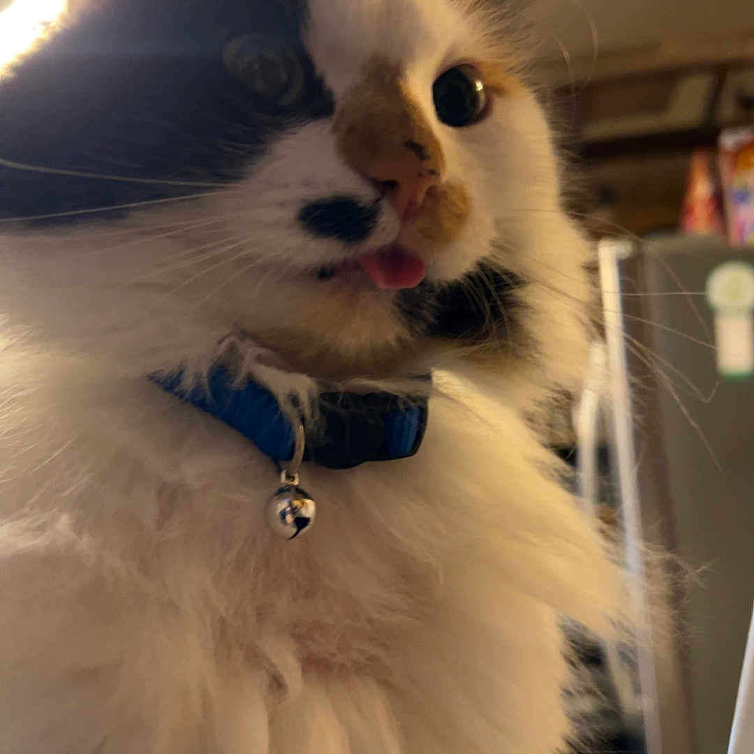 Poppi is registered to the contest to win money with this photo: cat, fluffy_cat, longhaired, white_fur, black_fur, blue_collar, bell, tongue_out, whiskers, ears, eyes, closeup, portrait, indoor, warm_lighting, pet, feline, curious, funny, cozy