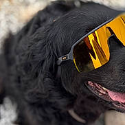 Shadow is registered to the contest to win money with this photo: black_dog, dog, pet, animal, sunglasses, mirrored_lenses, fashion, accessory, happy, smiling, open_mouth, tongue, teeth, fur, black_fur, close_up, portrait, outdoor, sunlight, funny