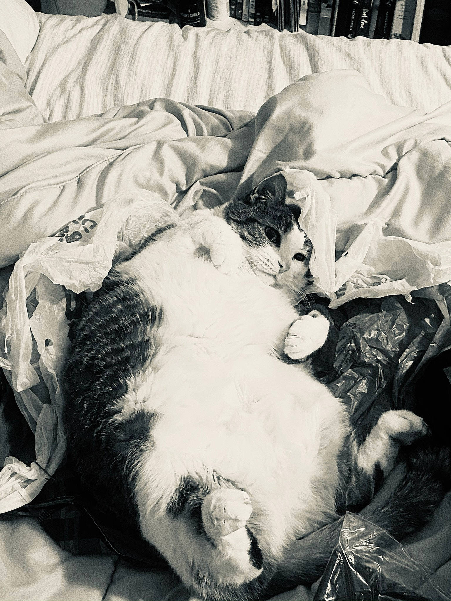 Jax joined the competition — help win amazing prizes! bedding, black_and_white, carnivore, cat, cloud, comfort, companion_dog, dog_breed, felidae, fur, grey, linens, monochrome, monochrome_photography, small_to_medium_sized_cats, snout, style, textile, tints_and_shades, whiskers