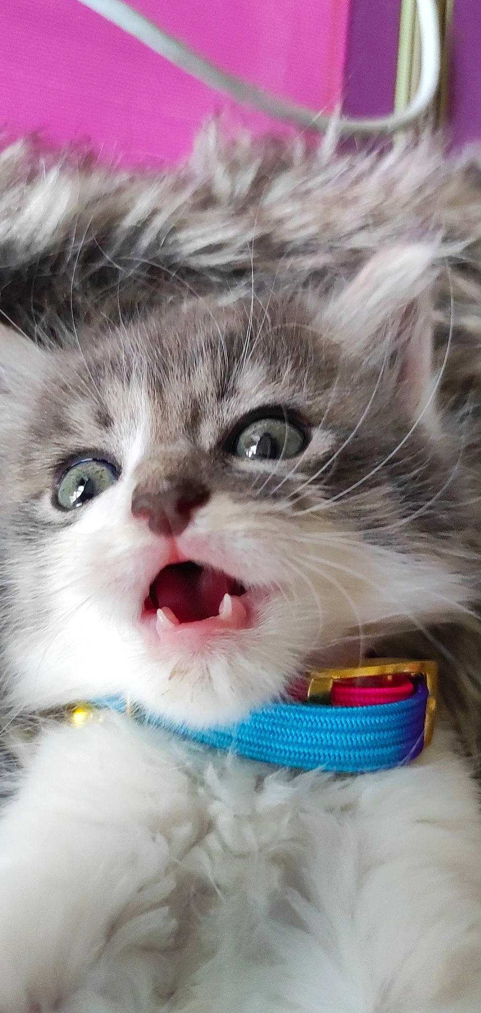 T'Choupi a rejoint le concours — aidez-le/la à gagner de superbes lots ! carnivore, cat, claw, close_up, domestic_short_haired_cat, fang, felidae, fur, gesture, iris, mammal, paw, photo_caption, small_to_medium_sized_cats, snout, vertebrate, whiskers