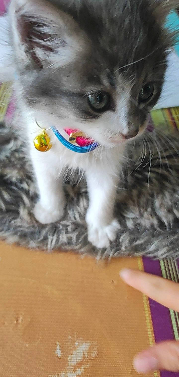 T'Choupi a rejoint le concours — aidez-le/la à gagner de superbes lots ! carnivore, cat, claw, collar, couch, domestic_short_haired_cat, eye, fawn, felidae, fur, paw, photo_caption, plant, small_to_medium_sized_cats, snout, tail, whiskers