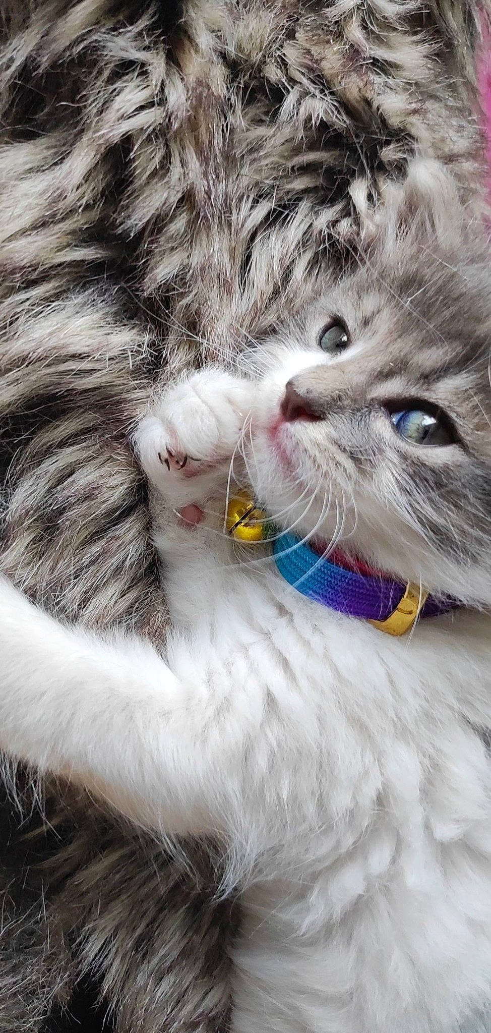 T'Choupi participe au concours pour gagner de l'argent avec cette photo : carnivore, cat, claw, close_up, domestic_short_haired_cat, ear, fang, felidae, fur, gesture, happy, nose, paw, photo_caption, small_to_medium_sized_cats, snout, tail, whiskers, yawn