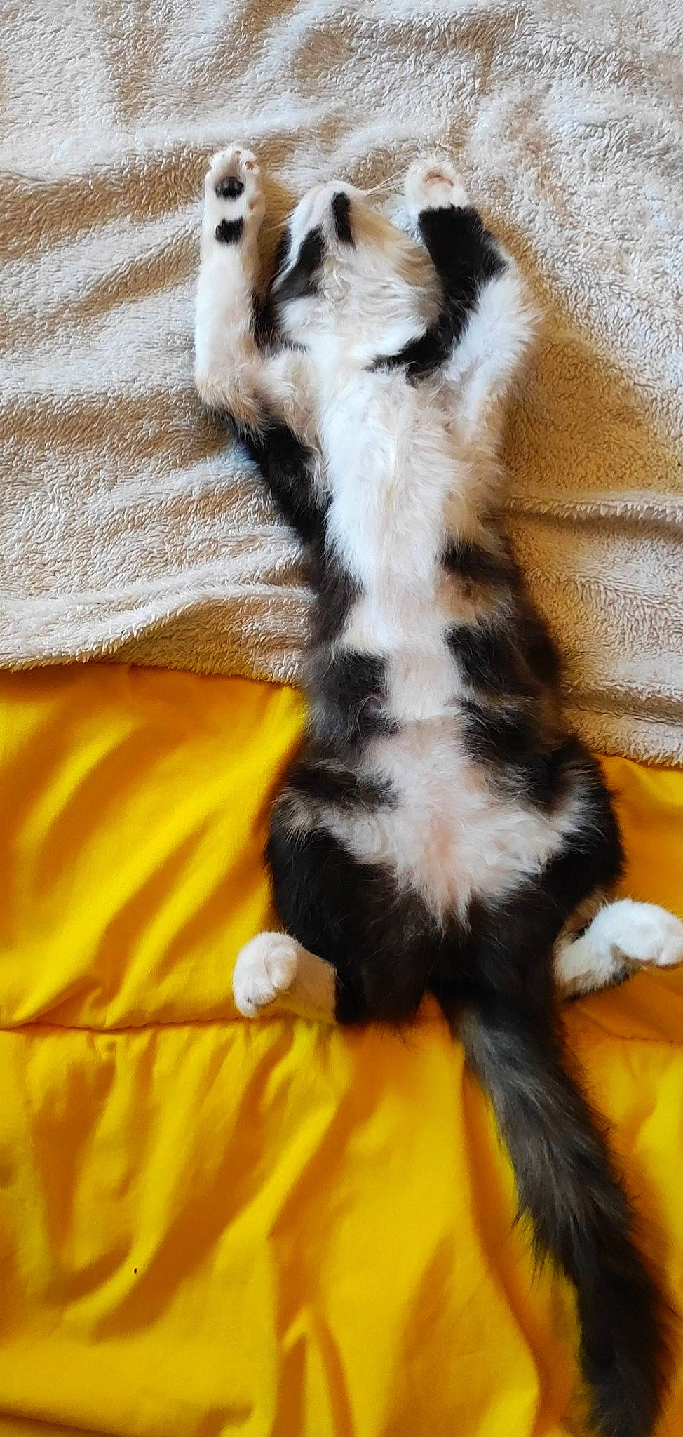 Mimou participe au concours pour gagner de l'argent avec cette photo : carnivore, cat, cat_supply, claw, comfort, companion_dog, dog_breed, domestic_short_haired_cat, felidae, fur, human_leg, linens, orange, paw, plant, small_to_medium_sized_cats, tail, terrestrial_animal, whiskers, yellow