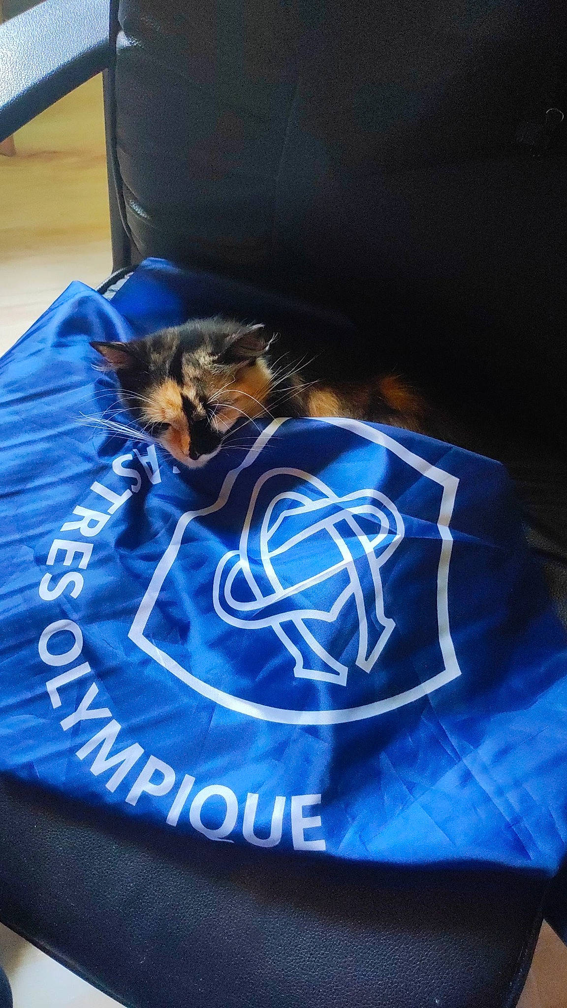 Mimou a rejoint le concours — aidez-le/la à gagner de superbes lots ! azure, bag, blue, carnivore, cat, comfort, companion_dog, electric_blue, felidae, font, linens, luggage_and_bags, pattern, personal_protective_equipment, russian_blue, sleeve, small_to_medium_sized_cats, t_shirt, textile, whiskers