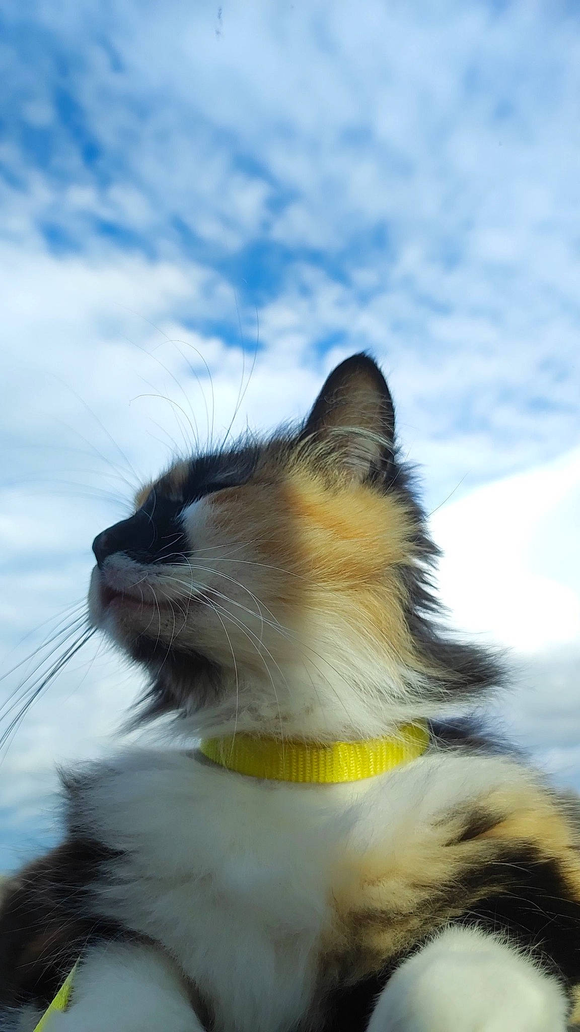 Mimou participe au concours pour gagner de l'argent avec cette photo : carnivore, cat, cloud, collar, cumulus, dog_breed, domestic_short_haired_cat, fang, fawn, felidae, fur, happy, paw, sky, small_to_medium_sized_cats, snout, tail, terrestrial_animal, whiskers, wildlife